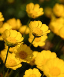 Chrysanthemum multicaule (Yellow Daisy)