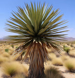 Yucca brevifolia (Joshua Tree, Yucca Palm, Tree Yucca)