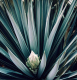 Yucca brevifolia (Joshua Tree, Yucca Palm, Tree Yucca)