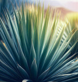 Yucca brevifolia (Joshua Tree, Yucca Palm, Tree Yucca)