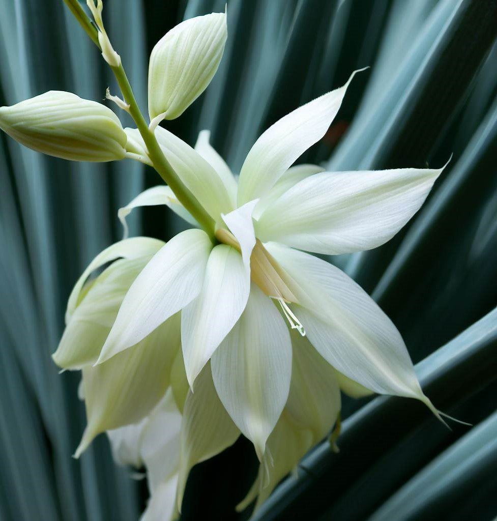 Yucca Flower Yucca Flower