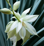 Yucca filamentosa (Adam's Needle, True Adams Needle)