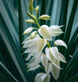 Yucca filamentosa (Adam's Needle, True Adams Needle)