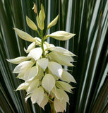 Yucca filamentosa (Adam's Needle, True Adams Needle)