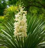 Yucca filamentosa (Adam's Needle, True Adams Needle)