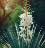 Yucca filamentosa (Adam's Needle, True Adams Needle)