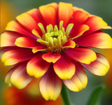 ZINNIA elegans 'Sombrero' (Zinnia, Bi-colored - Sombrero)