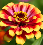 ZINNIA elegans 'Sombrero' (Zinnia, Bi-colored - Sombrero)