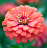 ZINNIA elegans (Zinnia, Coral)