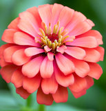 ZINNIA elegans (Zinnia, Coral)