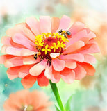 ZINNIA elegans (Zinnia, Coral)