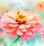 ZINNIA elegans (Zinnia, Coral)