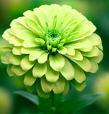 ZINNIA elegans 'Envy' (Zinnia, Green - Envy)