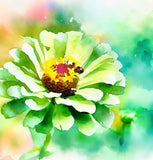 ZINNIA elegans 'Envy' (Zinnia, Green - Envy)