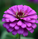 ZINNIA elegans (Zinnia, Lavender)