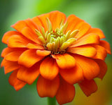 ZINNIA elegans 'Orange King' (Zinnia, Orange - Orange King)