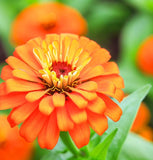 ZINNIA elegans 'Orange King' (Zinnia, Orange - Orange King)