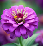 ZINNIA elegans 'Purple Prince'  (Zinnia, Purple - Purple Prince)