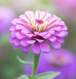 ZINNIA elegans 'Purple Prince'  (Zinnia, Purple - Purple Prince)