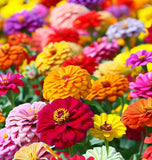 ZINNIA elegans 'State Fair' (Zinnia, Tall Mixed - State Fair)