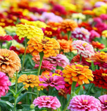 ZINNIA elegans 'State Fair' (Zinnia, Tall Mixed - State Fair)