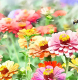 ZINNIA elegans 'State Fair' (Zinnia, Tall Mixed - State Fair)