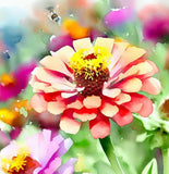 ZINNIA elegans 'State Fair' (Zinnia, Tall Mixed - State Fair)