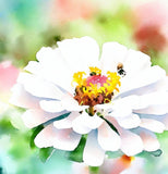 ZINNIA elegans 'Polar Bear' (Zinnia, White - Polar Bear)