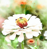 ZINNIA elegans 'Polar Bear' (Zinnia, White - Polar Bear)