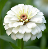 ZINNIA elegans 'Polar Bear' (Zinnia, White - Polar Bear)