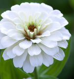 ZINNIA elegans 'Polar Bear' (Zinnia, White - Polar Bear)