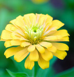 ZINNIA linearis (Classic Zinnia)