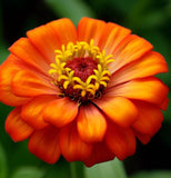 ZINNIA peruviana (Peruvian Zinnia)