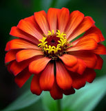 ZINNIA peruviana (Peruvian Zinnia)