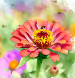 ZINNIA peruviana (Peruvian Zinnia)