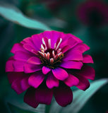 ZINNIA elegans (Zinnia, Dark Violet)