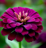 ZINNIA elegans (Zinnia, Dark Violet)