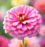 Zinnia elegans 'Lilliput Mix' (Zinnia, Dwarf Mixed - Lilliput Mix)