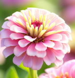 Zinnia elegans 'Lilliput Mix' (Zinnia, Dwarf Mixed - Lilliput Mix)