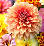 ZINNIA elegans 'Dahlia Flowered Mix' (Zinnia, Mixed - Dahlia Flowered Mix)