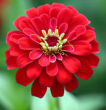 ZINNIA elegans 'Will Rogers' (Zinnia, Red - Will Rogers)