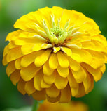 ZINNIA elegans elegans 'Canary Bird'  (Zinnia, Yellow - Canary Bird)