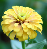 ZINNIA elegans elegans 'Canary Bird'  (Zinnia, Yellow - Canary Bird)