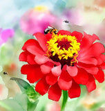 ZINNIA elegans 'Will Rogers' (Zinnia, Red - Will Rogers)