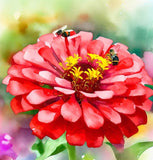 ZINNIA elegans 'Will Rogers' (Zinnia, Red - Will Rogers)