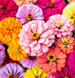 Zinnia elegans (Zinnia Rainbow Mix)