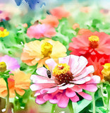 Zinnia elegans (Zinnia Rainbow Mix)