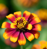 Zinnia haageana 'Persian Carpet' (Mexican Zinnia - Persian Carpet)