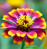 Zinnia haageana 'Persian Carpet' (Mexican Zinnia - Persian Carpet)