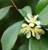 Ziziphus jujuba (Jujube, Chinese Date)